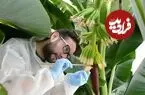 دانشمندان برای نجات موز کاوندیش، آن را بارور کردند