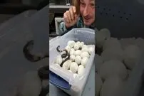 (ویدئو) تلاش عجیب بچه مار کبرای تازه متولد شده برای نیش زدن صاحب شان