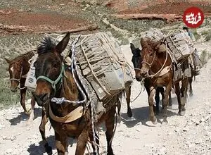 عکس| سفر زمان؛ حمل لوله‌های نفت با قاطر در کوهستان در دوران قاجار