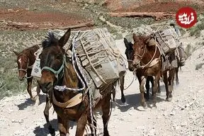 عکس| سفر زمان؛ حمل لوله‌های نفت با قاطر در کوهستان در دوران قاجار