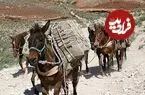 عکس| سفر زمان؛ حمل لوله‌های نفت با قاطر در کوهستان در دوران قاجار