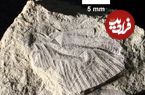کشف فسیل یک «سنجاقک» که ۷۵ میلیون سال پیش در میان دایناسورها پرواز می‌کرد