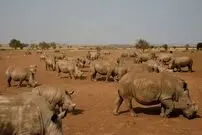 مزرعۀ ۱۰ میلیون دلاری «پرورش کرگدن» که هیچ خریداری نداشت!