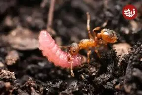 وقتی یک کرم ریز، در کلونی مورچه ها تبدیل به ملکه می‌شود