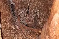 مردی که ۱۲۸ هزار سال قبل در یک غار گرفتار شد