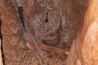 مردی که ۱۲۸ هزار سال قبل در یک غار گرفتار شد