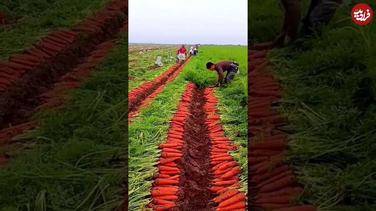(ویدئو) برداشت هیجان انگیز هویج در یک مزرعه چینی به شیوه سنتی