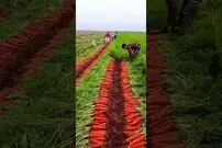 (ویدئو) برداشت هیجان انگیز هویج در یک مزرعه چینی به شیوه سنتی