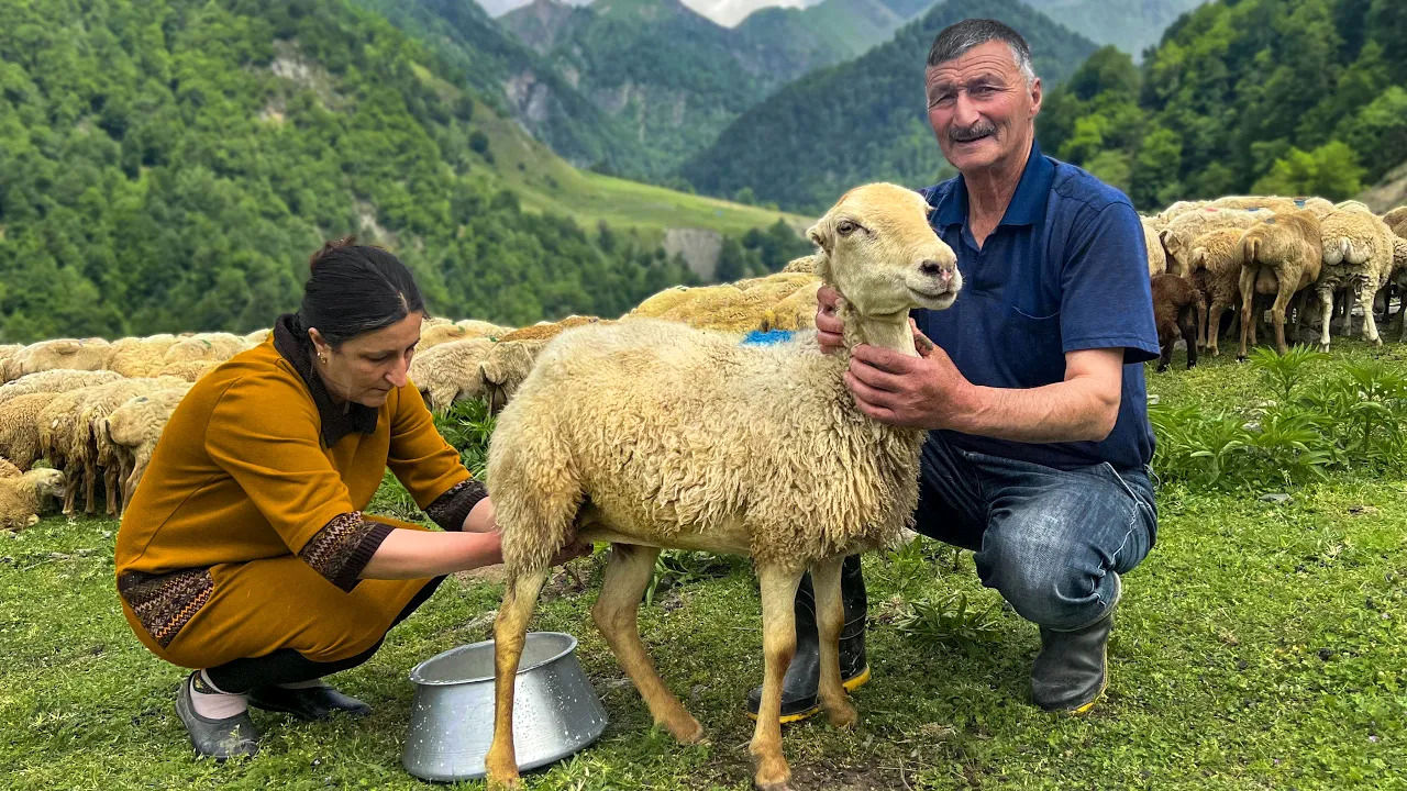 (ویدئو) فرآیند تولید پنیر سنتی با شیر تازه گوسفند  توسط خانواده روستایی آذربایجانی