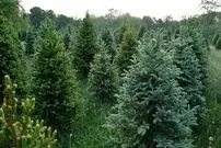 کشف طلا در برگ‌های درختان شمال؛ کوهی از طلا در زیر جنگل‌ها پنهان شده است؟