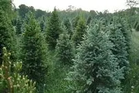 کشف طلا در برگ‌های درختان شمال؛ کوهی از طلا در زیر جنگل‌ها پنهان شده است؟