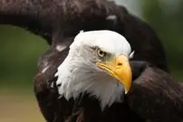 (ویدئو) شاهکار لنز ١٣ هزار دلاری در دل حیات‌وحش