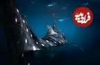 تصاویر شگفت‌انگیز از بزرگ‌ترین کوسه جهان