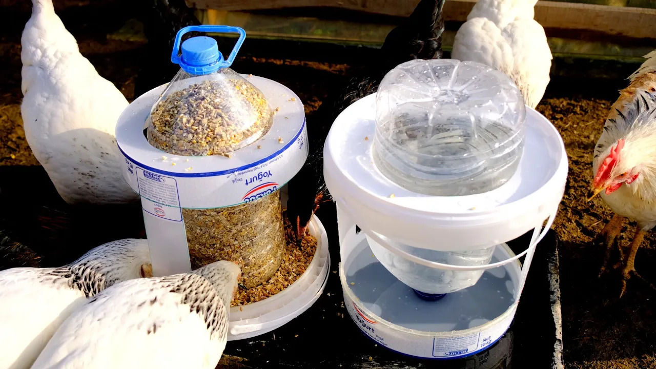 (ویدئو) این دانخوری کاربردی را با سطل و بطری پلاستیکی برای مرغ ها درست کنید