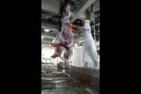 (ویدئو) فرآیند برش و پردازش گوشت الاغ در یک کارخانه پاکستانی