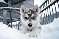 ببینید| شنای سگ‌‌ها در برف عمیق