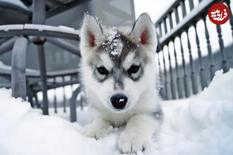 ببینید| شنای سگ‌‌ها در برف عمیق
