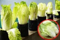 (ویدئو) چگونه در تراس خانه مثل آب خوردن کاهو پرورش دهیم و برداشت کنیم؟