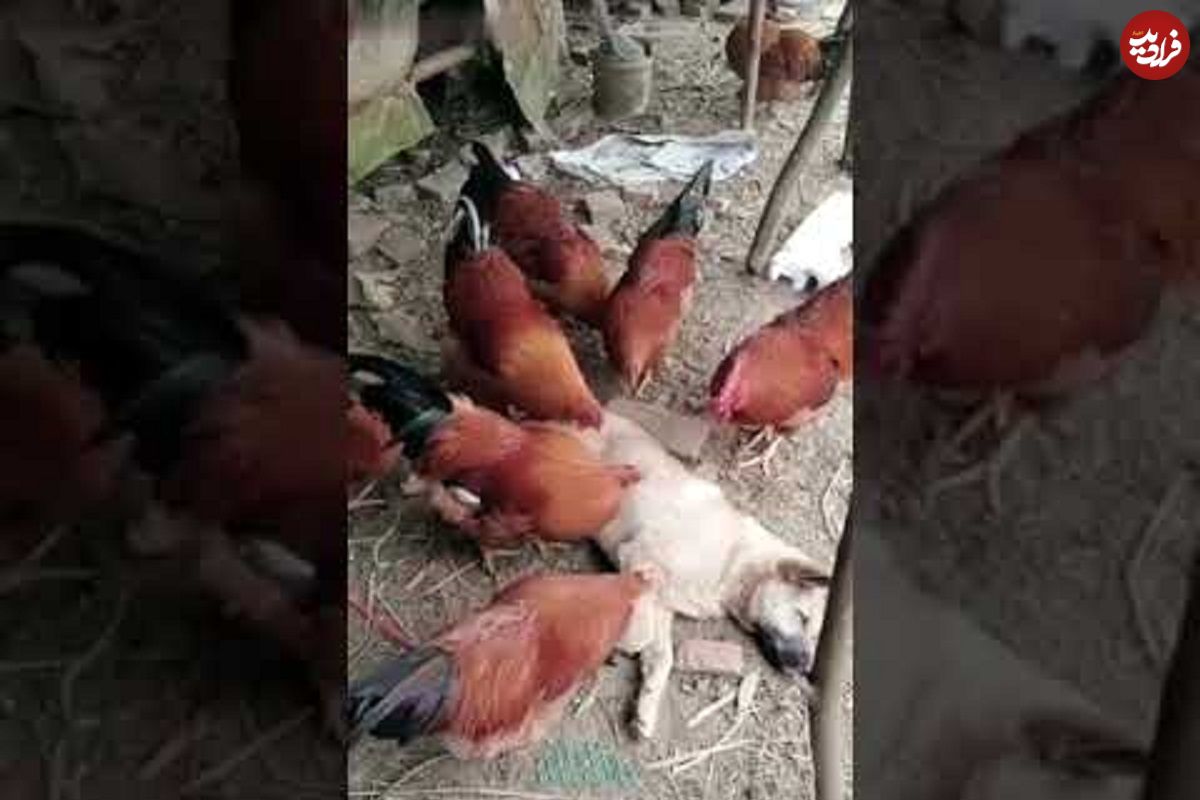 (ویدئو) خدمات رسانی ویژه مرغ و خروس ها به این سگ تنبل پُر کک و کنه!
