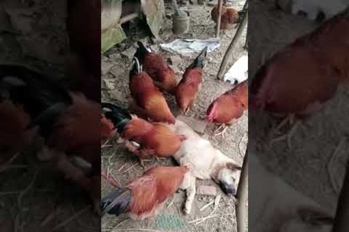 (ویدئو) خدمات رسانی ویژه مرغ و خروس ها به این سگ تنبل پُر کک و کنه!