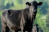 (ویدئو) دردسر گاوهای فراری در ترکیه برای عید قربان!