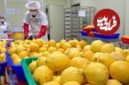 ببینید| پودر لیمو چگونه در کارخانه تولید می شود؟