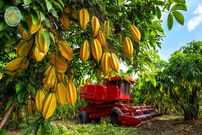 ببینید؛ چگونه کشاورزان تایلندی ده ها تن میوه ستاره ای را برداشت می کنند؟