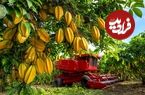 ببینید؛ چگونه کشاورزان تایلندی ده ها تن میوه ستاره ای را برداشت می کنند؟