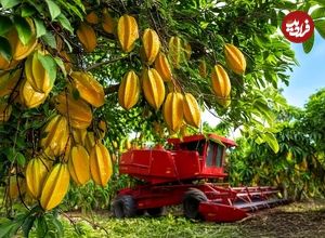 ببینید؛ چگونه کشاورزان تایلندی ده ها تن میوه ستاره ای را برداشت می کنند؟
