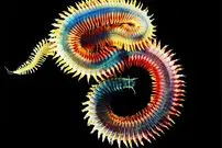 ببنیید| ساندورم؛ زیباترین کِرم کره زمین