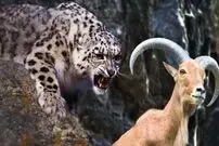 (ویدیو) شکار تماشایی بز کوهی توسط پلنگ ایرانی در لرستان