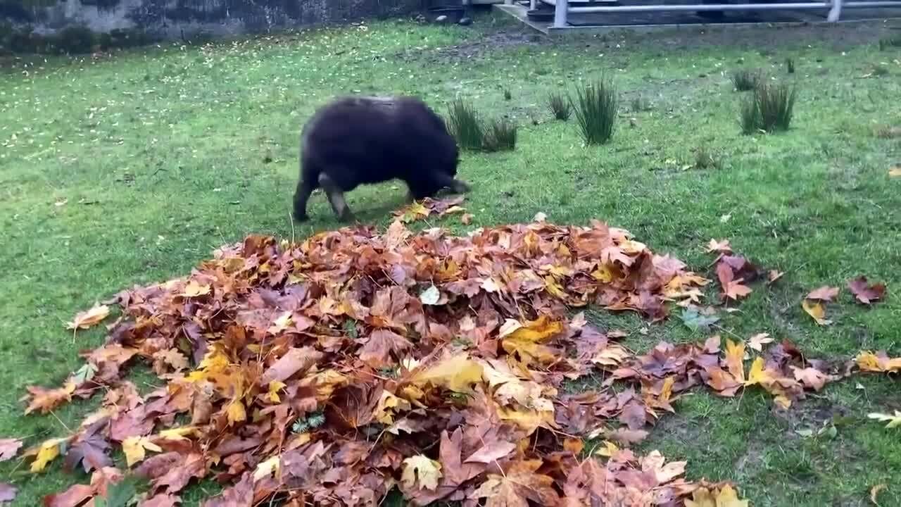 (ویدیو) شادی گوساله نژاد کمیاب در باغ وحش واشنگتن
