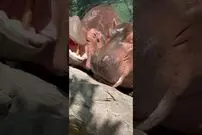 (ویدئو) هندوانه خوردن بامزه خانواده اسب آبی