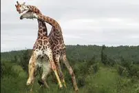 ببینید| آیا تابحال نبرد دو زرافه را دیده بودید؟