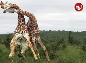 ببینید| آیا تابحال نبرد دو زرافه را دیده بودید؟