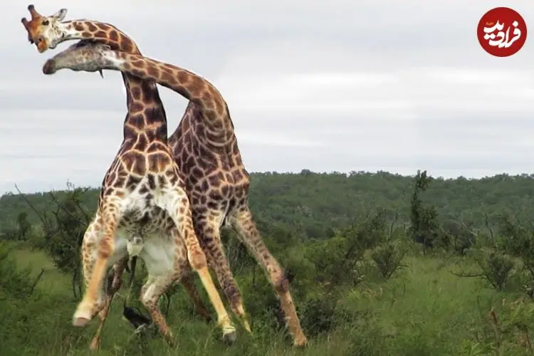 ببینید| آیا تابحال نبرد دو زرافه را دیده بودید؟