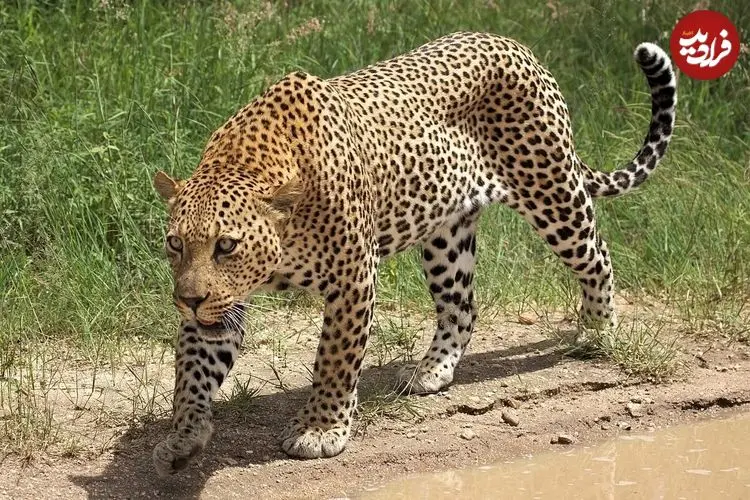 عکس| ثبت تصویر پلنگ ایرانی در ارتفاعات یک استان خبرساز شد