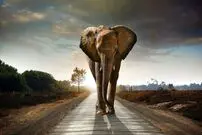 فیل‌های آفریقایی یکدیگر را به اسم صدا می‌زنند!