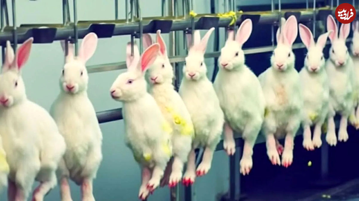 (ویدئو) فرآیند پرورش میلیون ها خرگوش در مزارع برزیل 