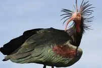 (عکس) پرنده طاس باستانی دوباره پرواز می کند