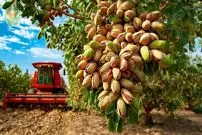 ببینید| چگونه کشاورزان آمریکایی هزاران تن پسته را برداشت می کنند؟