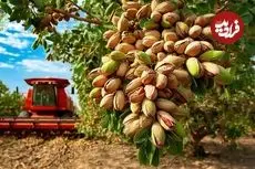 ببینید| چگونه کشاورزان آمریکایی هزاران تن پسته را برداشت می کنند؟