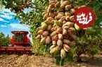 ببینید| چگونه کشاورزان آمریکایی هزاران تن پسته را برداشت می کنند؟