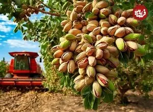 ببینید| چگونه کشاورزان آمریکایی هزاران تن پسته را برداشت می کنند؟