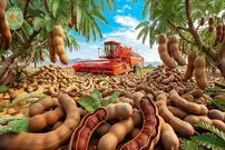 ببینید| چگونه کشاورزان هزاران کیلوگرم تمرهندی را برداشت می‌کنند؟