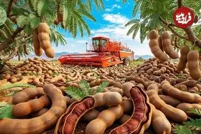 ببینید| چگونه کشاورزان هزاران کیلوگرم تمرهندی را برداشت می‌کنند؟