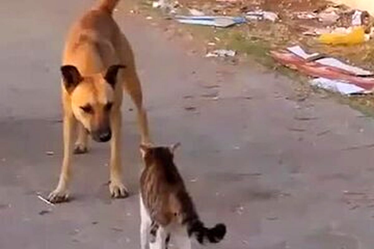 (ویدئو) حمله وحشیانه گربه مادر به سگ بیچاره ای که میخواست بچه گربه ها را ناز کند!