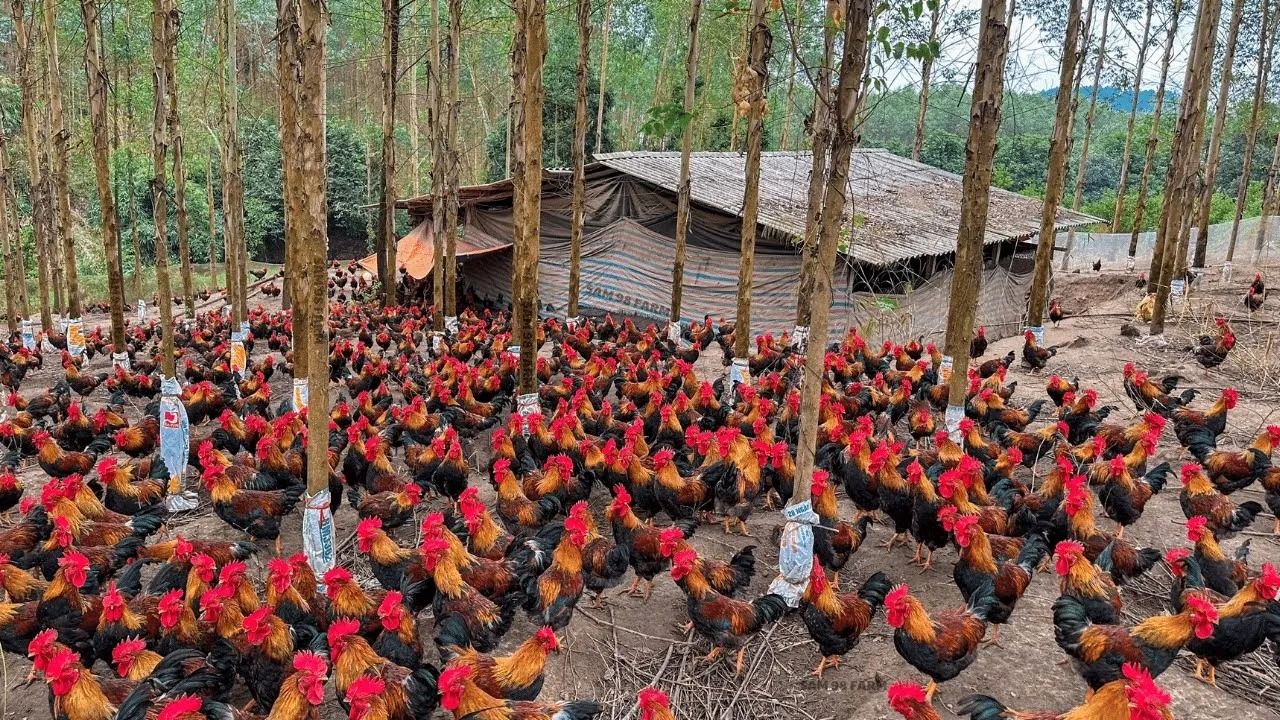 (ویدئو) روش جالب غذادهی و پروارکردن 2 هزار خروس محلی توسط کشاورز ویتنامی