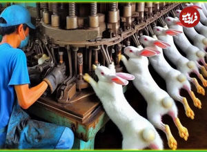 (ویدئو) فرآیند پرورش خرگوش و فرآوری گوشت هزاران خرگوش در ایتالیا
