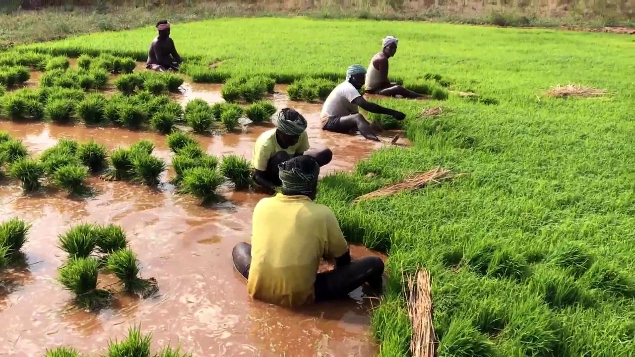 (ویدئو) فرایند جالب و دیدنی کاشت و برداشت برنج هندی در جنوب این کشور